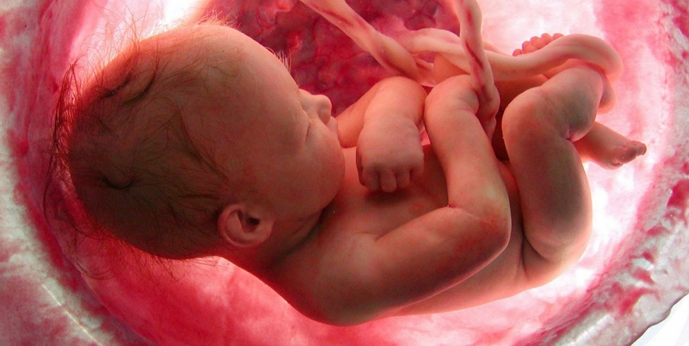Fearfully & wonderfully made